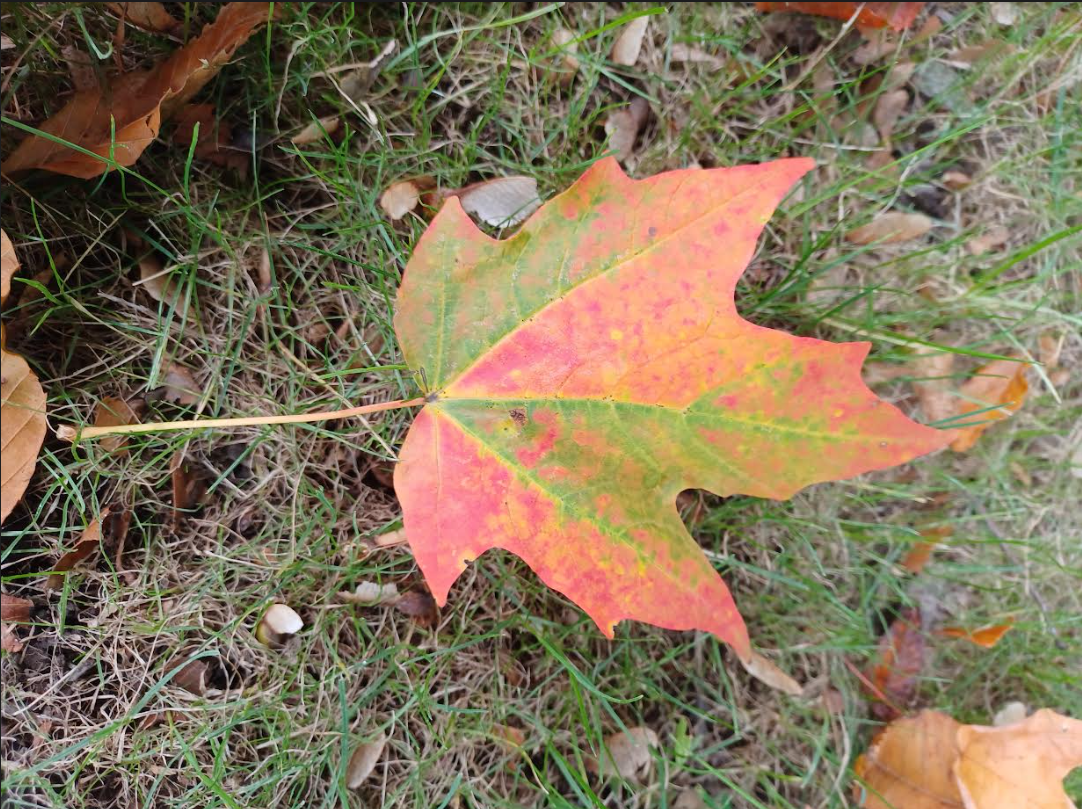 Maple leaf turning orange and red