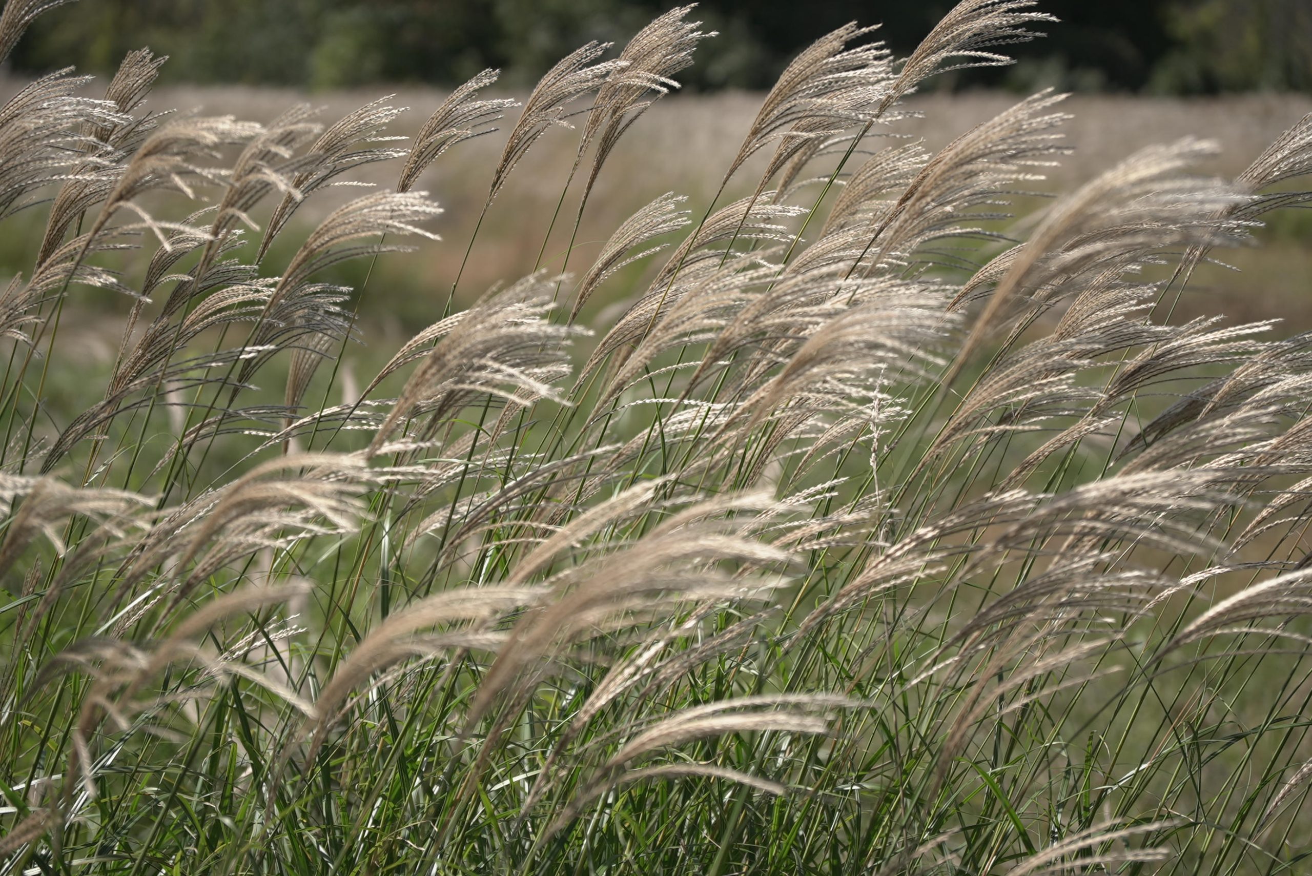 Silver grass swaying in the autumn breeze